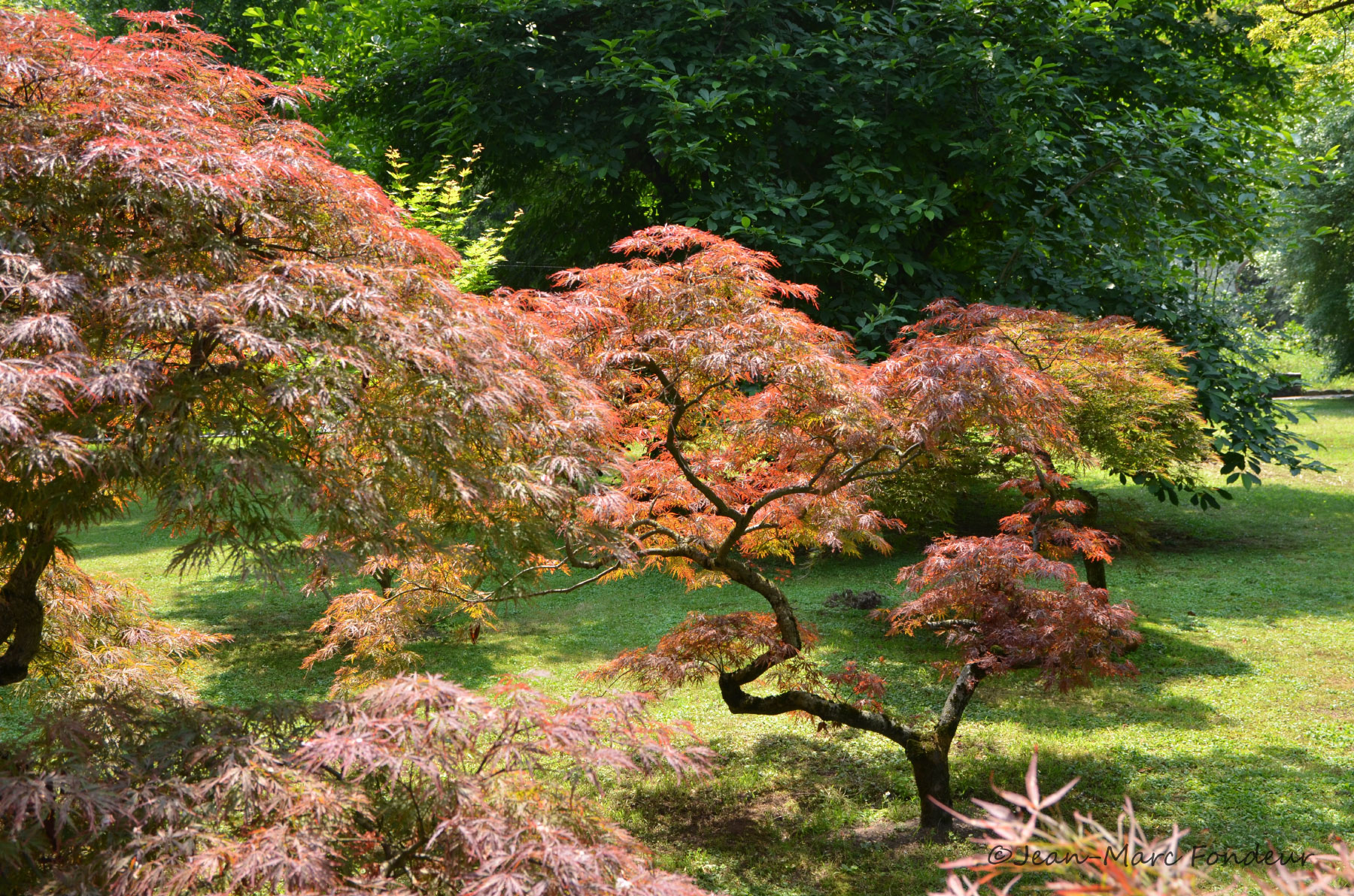 Botanical Gardens of Villa Taranto, Verbania